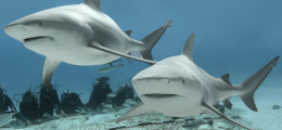 Two adult bull sharks underwater swimming along a line of scuba divers.