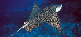Eagle rays soaring over the reefs