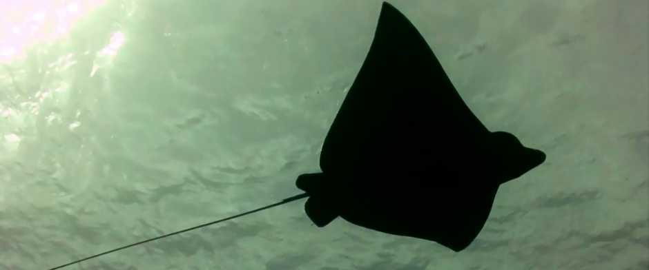 Eagle ray underwater gliding close to the surface